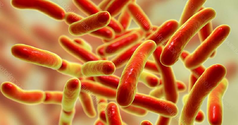 Bakterien, die in den Darmmerkmalen, Typen und Funktionen leben