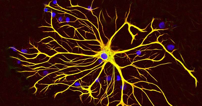 Les cellules gliales beaucoup plus que la colle des neurones