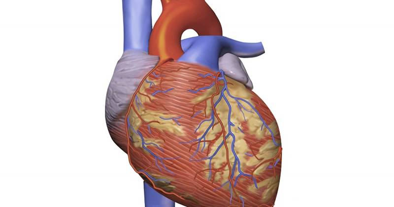 Herzkohärenz Was ist und was sind seine Auswirkungen auf den Körper?