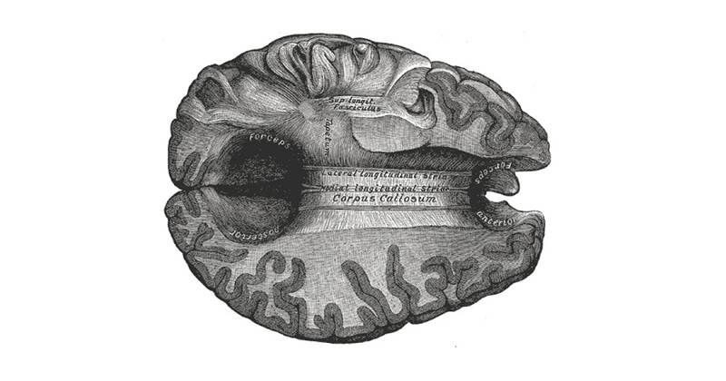 Structure et fonctions du corps du cerveau de Calloso