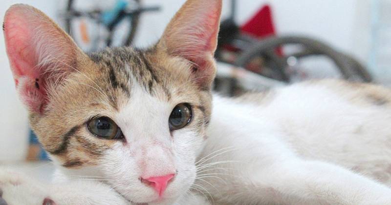 Katoterapi, oppdag de gunstige effektene av å leve med en katt