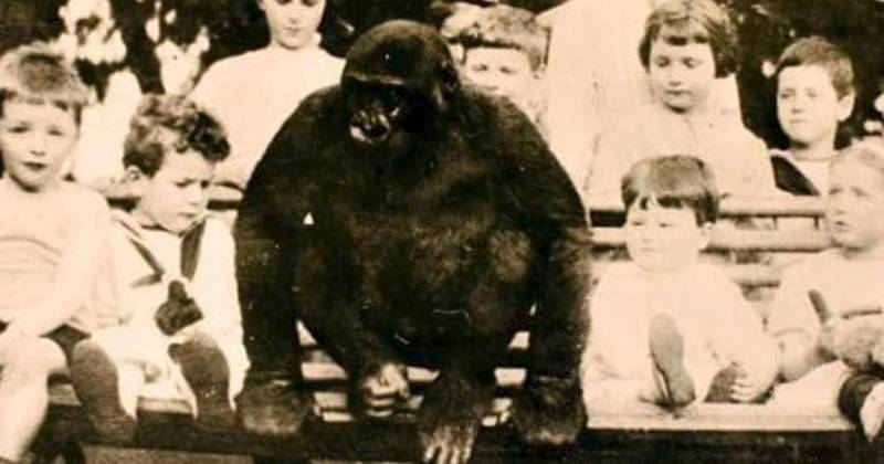Le cas incroyable du gorille qui a été élevé comme un enfant de plus