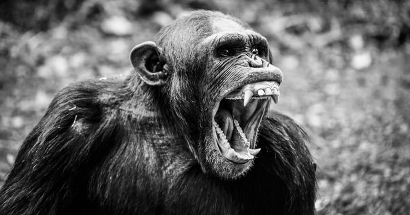 Gombe sjimpanser krig en ikke -menneskelig klaner kamp