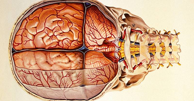 Méninges anatomie, parties et fonctions dans le cerveau