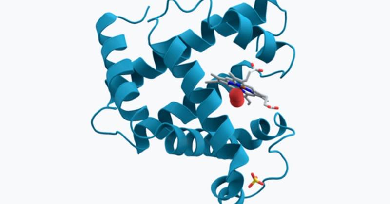 Myoglobin hva er, egenskaper og drift av dette proteinet