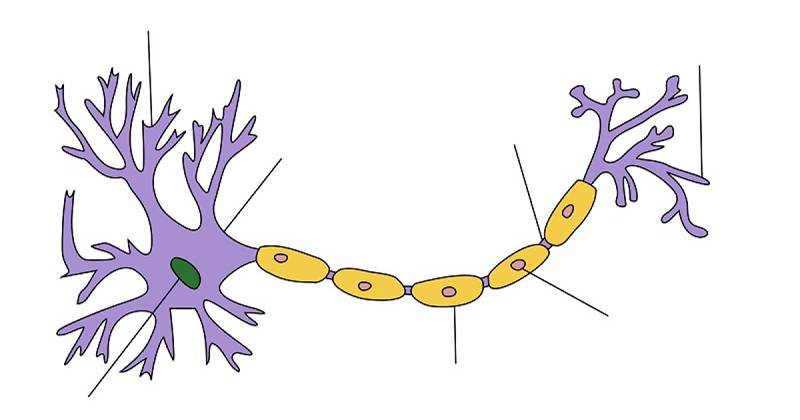 Cermin neuron pembinaan dan pemahaman tamadun