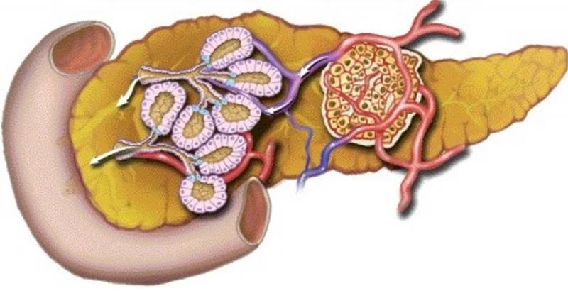 10 bahagian pankreas ciri dan fungsi mereka