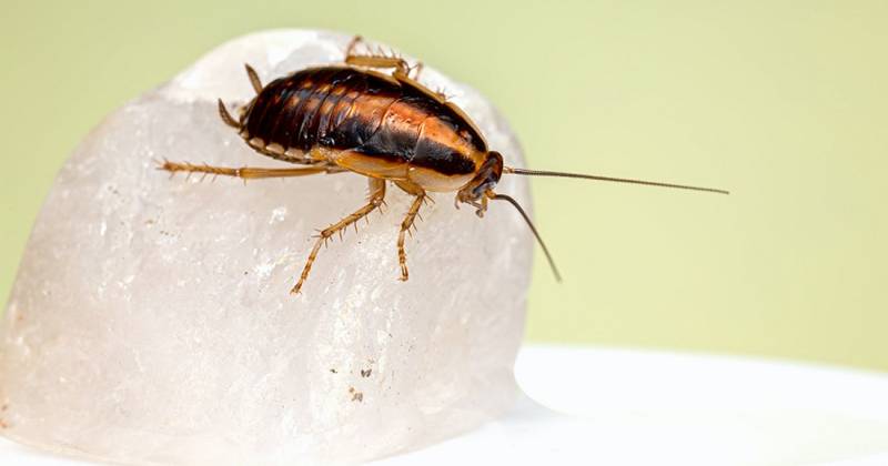 Hva betyr det å drømme om kakerlakker?